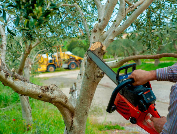 Best Emergency Storm Tree Removal  in Sugar Creek, MO